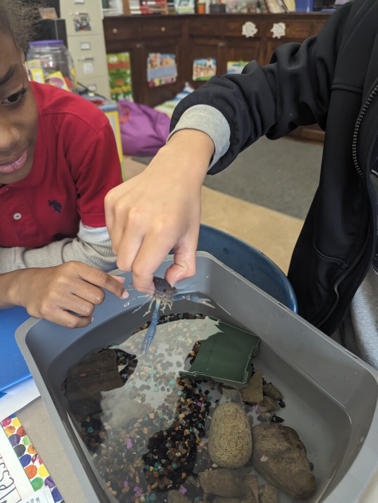 Mrs Quinion s Class Explores Crayfish Structures Hudson City School mrs-quinion-s-class-explores-crayfish-structures-hudson-city-school